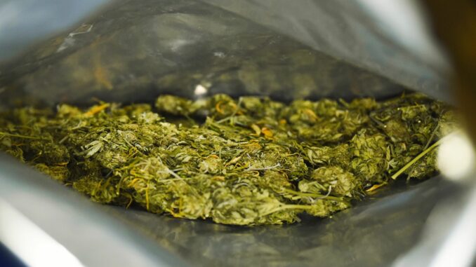 Sichergestelltes Marihuana Bei zwei Wohnungsdurchsuchungen in Hamburg hat die Polizei größere Drogenmengen beschlagnahmt.