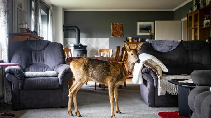Rehkitz lebt mit Frau zusammen Seit zwei Jahren hat eine Dithmarscher Familie einen ungewöhnlichen tierischen Mitbewohner.