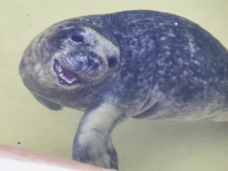 Für geschwächte Jungtiere ist sie oft die einzige Chance zu überleben, die Seehundstation Friedrichskoog (Archivbild).