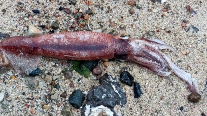Toter Kalmar am Ostseestrand Ein Hobbyforscher hat an der Ostseeküste einen toten Kalmar gefunden.
