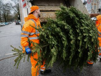 Die Bäume werden noch bis zum 17. Januar eingesammelt.