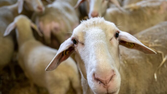 Schafe Bereits vor mehreren Tagen wurden die Tiere gestohlen. (Symbolbild)