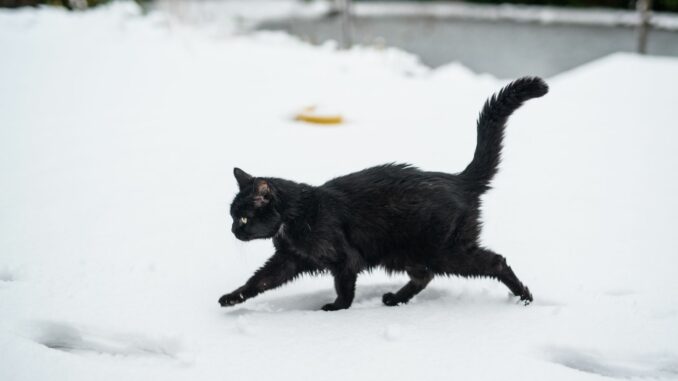 Neue Katzenschutzverordnung Sogenannte «Freigängerkatzen» müssen in Hamburg laut einer neuen Verordnung gechippt, kastriert und registriert werden. (Archivbild)