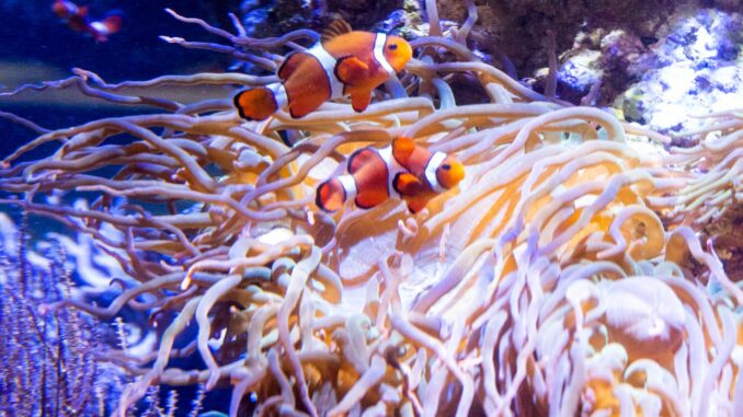 Tropen-Aquarium Hagenbeck Wie viele, wie schwer, wie groß, wie breit? Im Tropenaquarium des Tierparks Hagenbeck wurden die Bewohner genau unter die Lupe genommen.