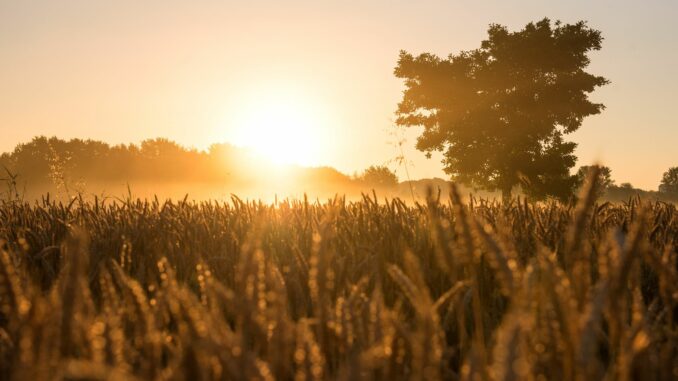 Naturschutzgebiet Boberger Niederung Hamburg hat nach Angaben des Senats als erstes Bundesland mehr als zehn Prozent seiner Landesfläche unter Naturschutz gestellt. (Archivbild)