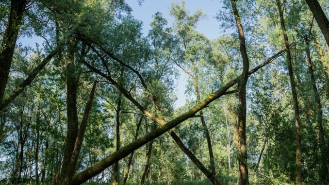 Vollhöfner Weiden Der Vollhöfner Wald ist Hamburgs 38. Naturschutzgebiet (Archivbild).