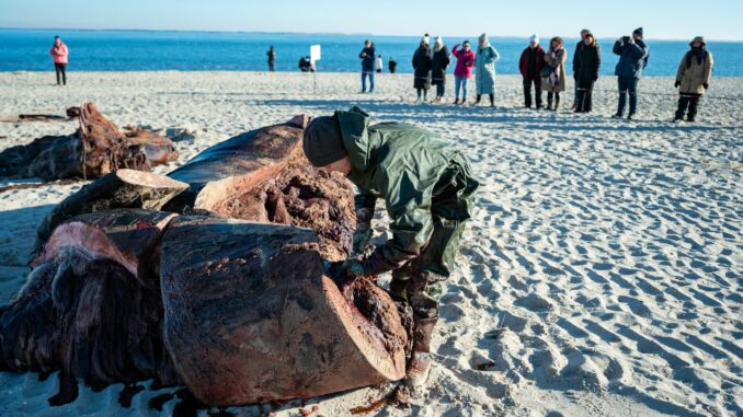 Zerlegung des Sylter Pottwals geht weiter Experten hatten den Pottwal auf Sylt geborgen und zerlegt - in speziellen Kisten wurden die Proben des Wal-Kadavers auf das Festland gebracht. (Archivbild).