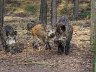 Wildschweine haben das Autobahnkreuz Lübeck für mehrere Stunden lahmgelegt.