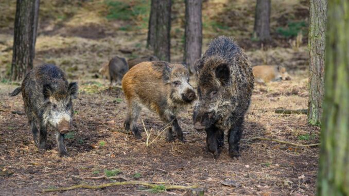 Wildschwein Wildschweine haben das Autobahnkreuz Lübeck für mehrere Stunden lahmgelegt.