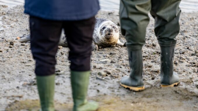 Seehundstation wildert die ersten Kegelrobben der Saison aus Richtung Wasser wollten sich die vier Kegelrobben nur langsam bewegen.