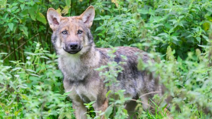 Wolf Ein junger Wolf im Wisentgehege Springe. Im Januar töteten Wölfe insgesamt fünf Schafe in Schleswig-Holstein. (Archivfoto)