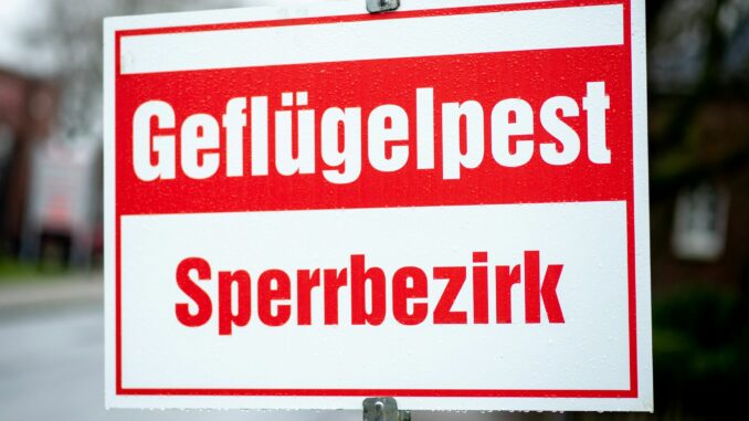 Geflügelpest in Niedersachsen Zur Aufstallung können laut Veterinäramt auch Netze verwendet werden. (Symbolfoto).