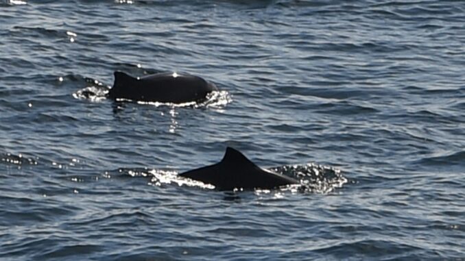 Whalewatching Fehmarnbelt Umweltverbände fordern einen besseren Schutz der Ostsee und der Schweinswale. (Symbolbild)