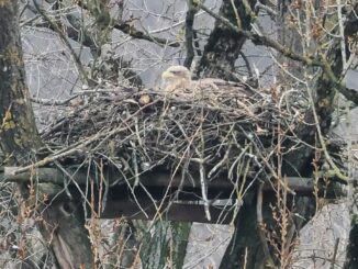 Die Seeadler in Schleswig-Holstein brüten wieder.