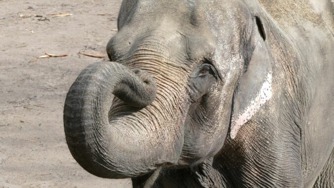 Elefantenkuh Shandra im Tierpark Hagenbeck Der Hamburger Tierpark Hagenbeck trauert um seine Elefantenkuh Shandra.