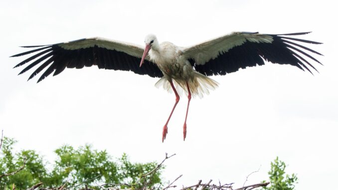 Webcam-Star Storch Fiete Bevor seine Partnerin Jette Hamburg erreicht, wird Storch Fiete das Nest noch herrichten. (Archivfoto)