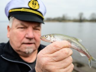 Die Stintsaison in der Elbe nimmt Fahrt auf.