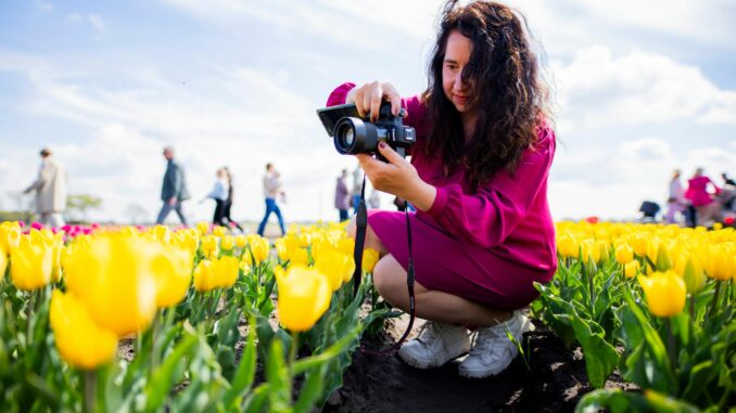 Millionen bunter Tulpen im Landkreis Gifhorn Der Tag des offenen Tulpenfeldes zieht Tausende Besucher an.