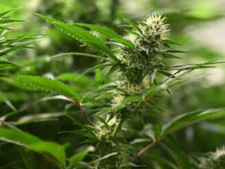 Die CDU fordert vom Hamburger Senat eine Bundesratsinitiative, um die Teillegalisierung von Cannabis rückgängig zu machen. (Symbolbild)