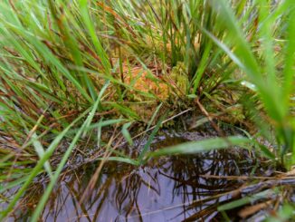 Torfmoose spielen eine wichtige Rolle im Klimaschutz.
