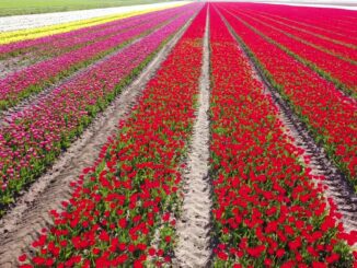 Für wenige Tage blühen Millionen Tulpen auf vier großen Feldern im niedersächsischen Landkreis Gifhorn.