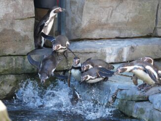 Die Humboldt-Pinguine machen vor der Paarung mit Rufen auf sich aufmerksam.