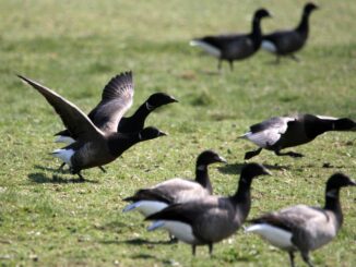 80.000 Ringelgänse halten sich zeitgleich in diesem Frühjahr in Schleswig-Holstein auf. (Symbolbild)