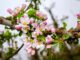 Die Blüte der Äpfel beginnt zu Ostern.