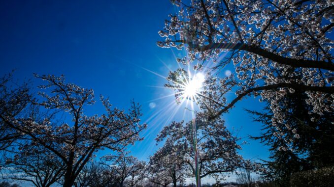 Blütezeit der japanischen Zierkirsche Der Sonnabend bringt heiteres Frühlingswetter in den Norden, in der Nacht droht stellenweise leichter Frost. (Symbolbild)