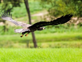 Drei Seeadler-Paare leben in Hamburg (Archivbild).