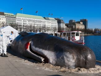 Ist die Binnenalster wirklich so tief, dass hier ein Pottwal stranden kann? Natürlich nicht. Es ist eine Kunstaktion.