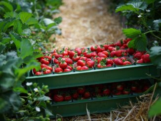 Die ersten Erdbeeren in Schleswig-Holstein sind reif (Archivbild).