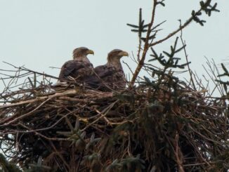 Ein Horstbaum zweier Seeadler wurde abgesägt.