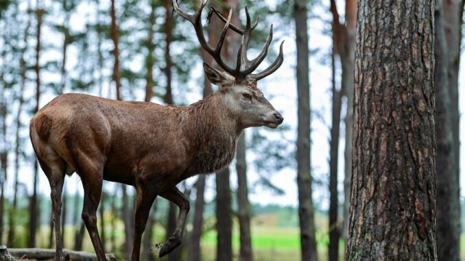 Hirschbrunft im Wildpark Schorfheide Unter anderem leiden Rothirsche durch eine zerschnittene Landschaft vermehrt unter Inzucht. (Symbolbild)
