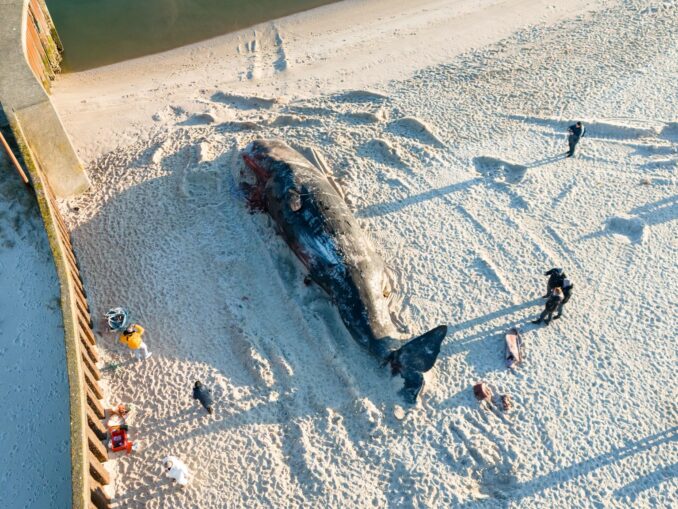 Der 14,3 Meter lange und tonnenschwere Walbulle war im Februar vor Hörnum (Sylt) aus der Nordsee an Land gezogen worden.