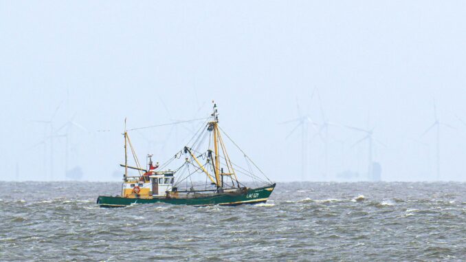 EU-Gericht urteilt über Fangverbote in der Nordsee Krabbenfischer verlieren vor Gericht (Foto-aktuell).