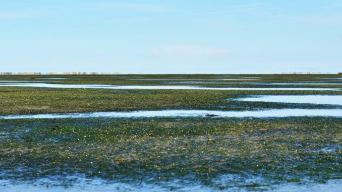 Bei einer Fachtagung Anfang Juni in Wilhelmshaven wollen Experten über den Rückgang der Seegraswiesen beraten.
