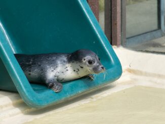 Im Aufzuchtbereich soll Heuler Ariel auf ein Leben in Freiheit vorbereitet werden.
