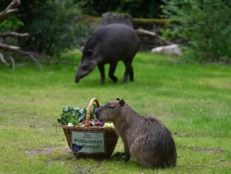 Neues Revier zu entdecken: Die Wasserschweine und Tapire haben ihr neues Gehege nun direkt am Eingang.