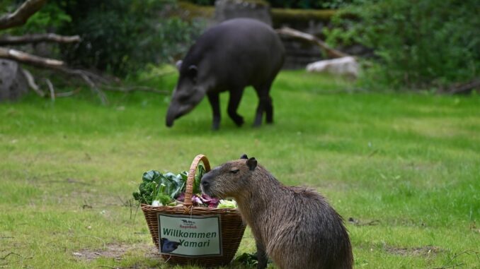 Neues Gehege für Tapire und Wasserschwein im Tierpark Hagenbeck Neues Revier zu entdecken: Die Wasserschweine und Tapire haben ihr neues Gehege nun direkt am Eingang.