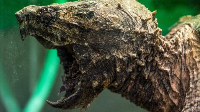 Geierschildkröte Geierschildkröten können ein Gewicht von rund 100 Kilogramm erreichen - und sind nicht ungefährlich. (Symbolbild)