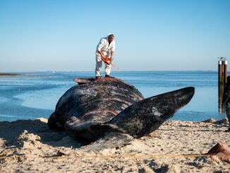 Im Februar war ein Pottwal-Kadaver vor Sylt geborgen und am Strand zerlegt worden.