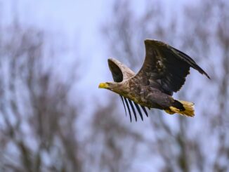 Mehrere verendete Seeadler und Mäusebussarde wurden in den vergangenen Wochen in Schleswig-Holstein gefunden (Archivbild).