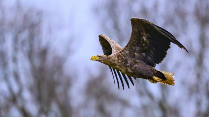 Seeadler Mehrere verendete Seeadler und Mäusebussarde wurden in den vergangenen Wochen in Schleswig-Holstein gefunden (Archivbild).