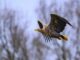 Mehrere verendete Seeadler und Mäusebussarde wurden in den vergangenen Wochen in Schleswig-Holstein gefunden (Archivbild).