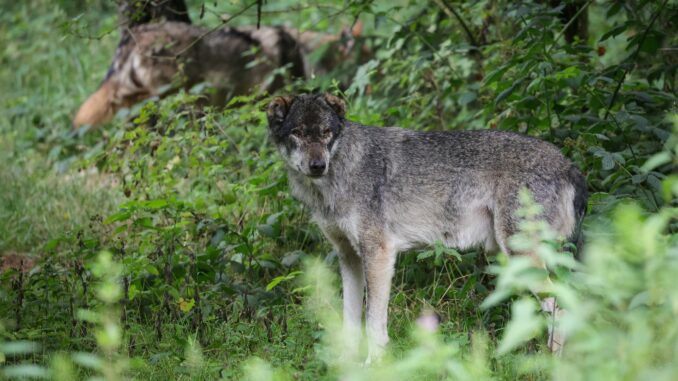 Wolf im Tierpark Wölfe haben in diesem Jahr mehr als zwei Dutzend Schafe in Schleswig-Holstein gerissen.(Archivbild)