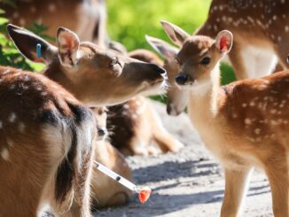 Der Tierpark freut sich wieder über viel Nachwuchs bei den Sikahirschen.