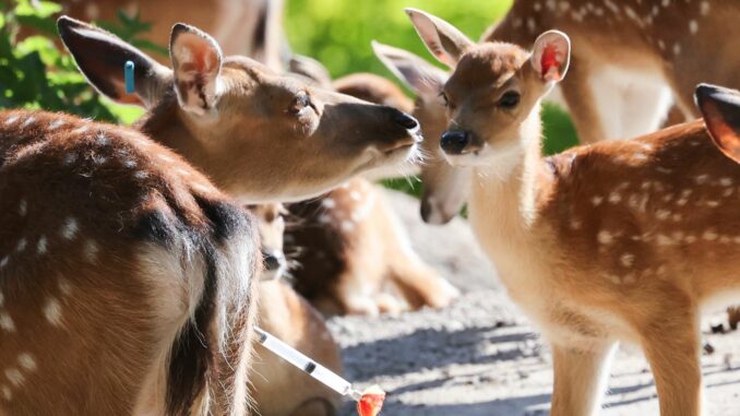 Nachwuchs im Tierpark Hagenbeck Der Tierpark freut sich wieder über viel Nachwuchs bei den Sikahirschen.