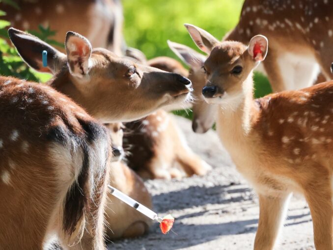 Der Tierpark freut sich wieder über viel Nachwuchs bei den Sikahirschen.