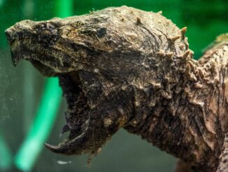 Geierschildkröten können ein Gewicht von rund 100 kg erreichen - und sind nicht ungefährlich. (Symbolbild)